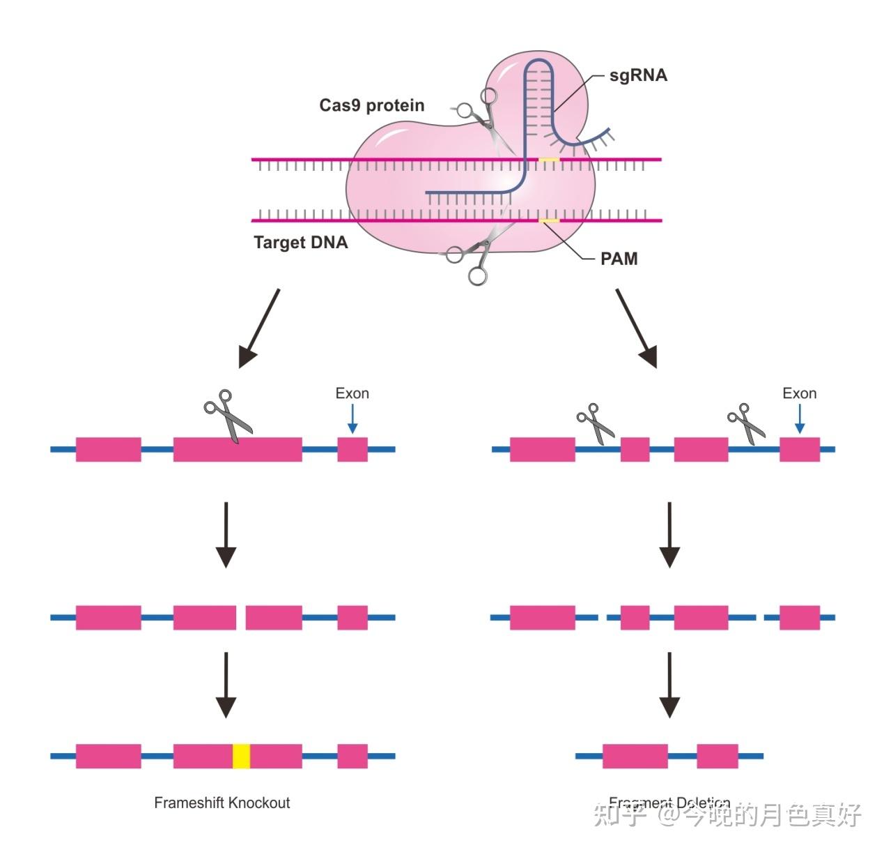 An Crispr Cas9 Mouse For Simultaneous Readout Of Lineage And Gene Expression In Single Cells 知乎 3735