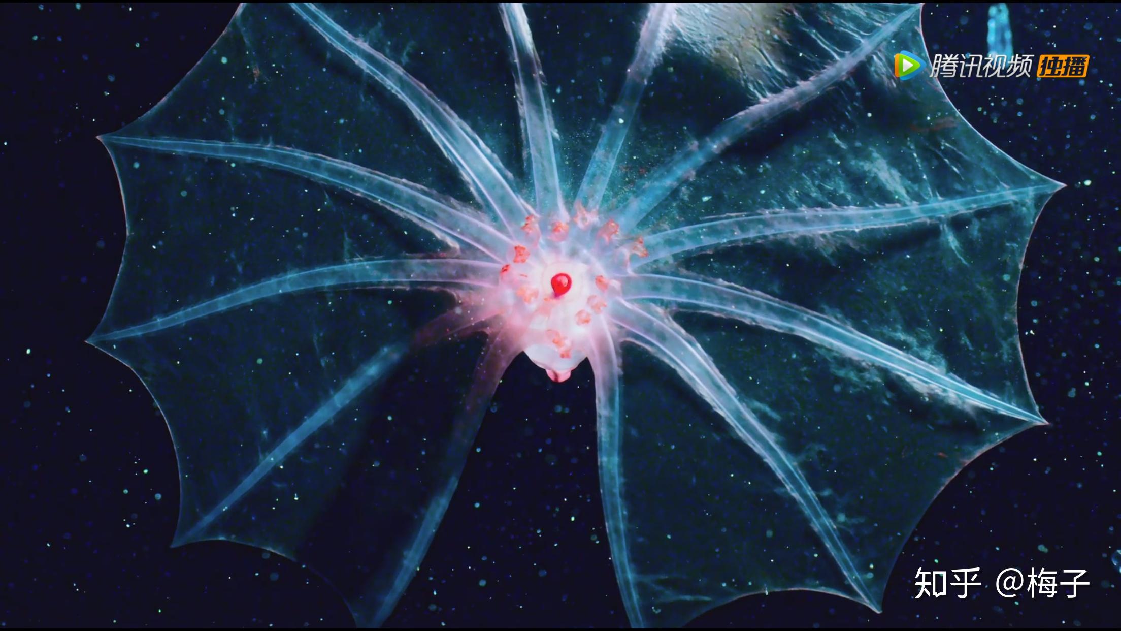 能推荐一些关于海洋题材的纪录片或者电影吗?