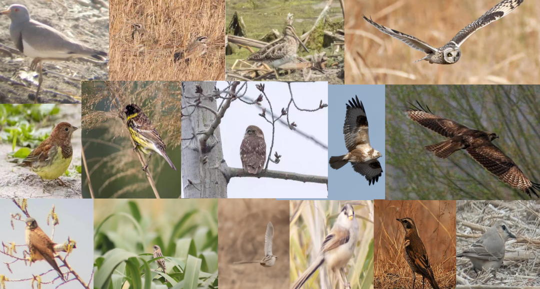 沙河需要你55种国家重点鸟类栖息的北京观鸟圣地不能就这样消失