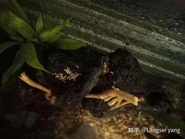 短鲷 短鲷缸_短鲷缸铺泥_短鲷缸布置