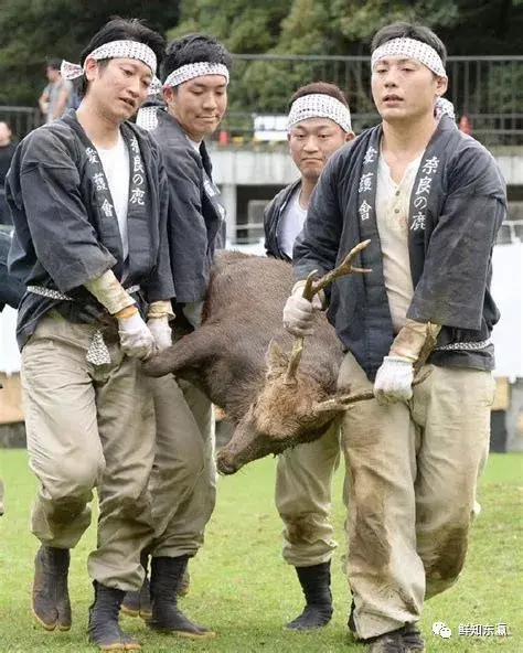 诺应日语角|震惊！古都奈良每年十月份竟然对小鹿做出这种事？！ - 知乎