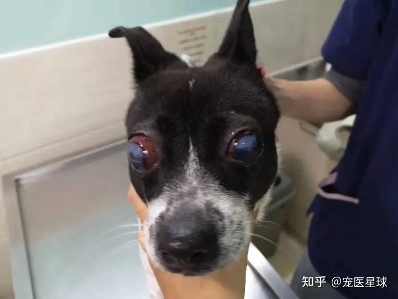 專家點評張昕院長評述載體與藥物協同使用治療犬青光眼效果更好