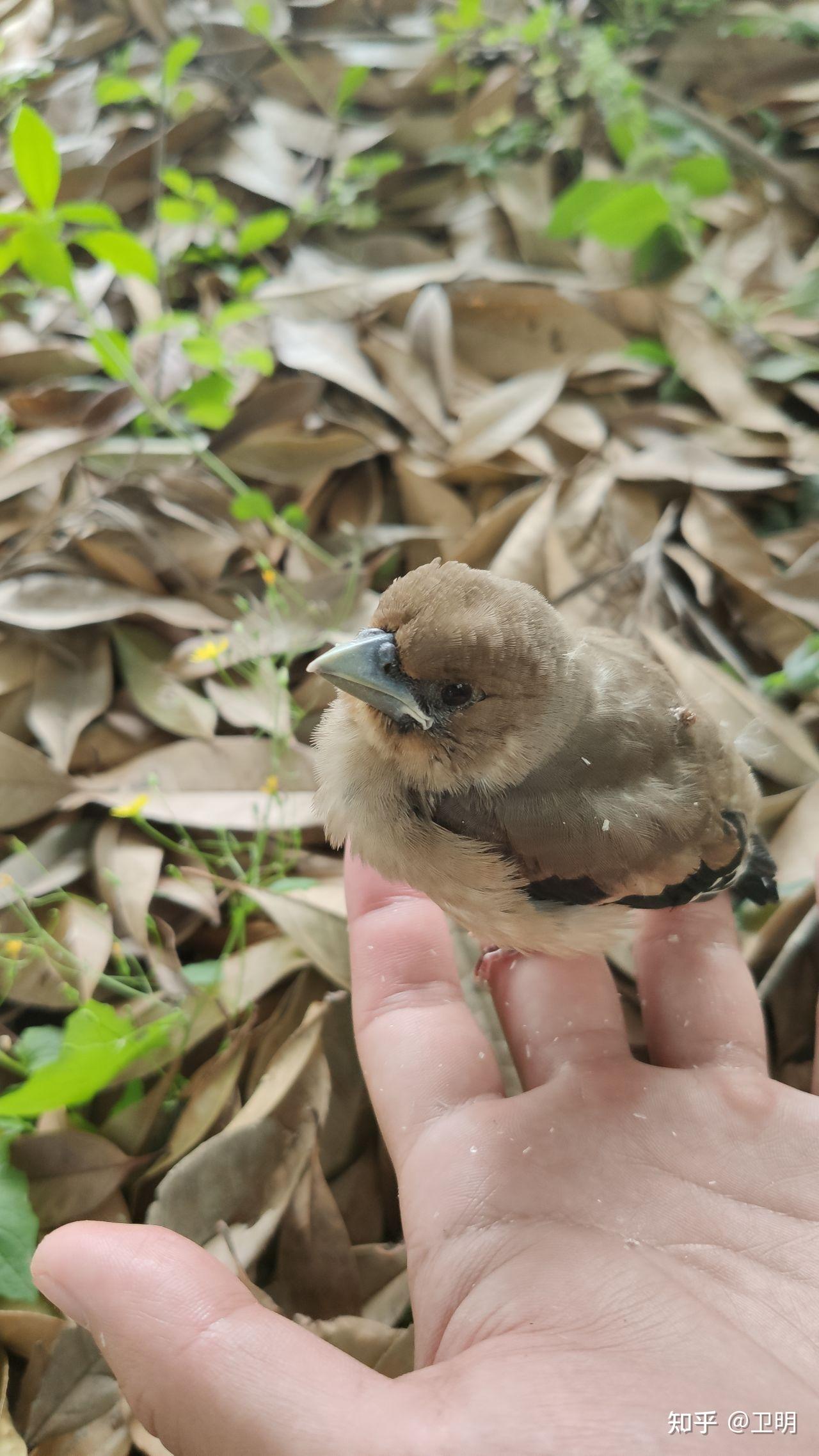 請問這是什麼幼鳥該怎麼養