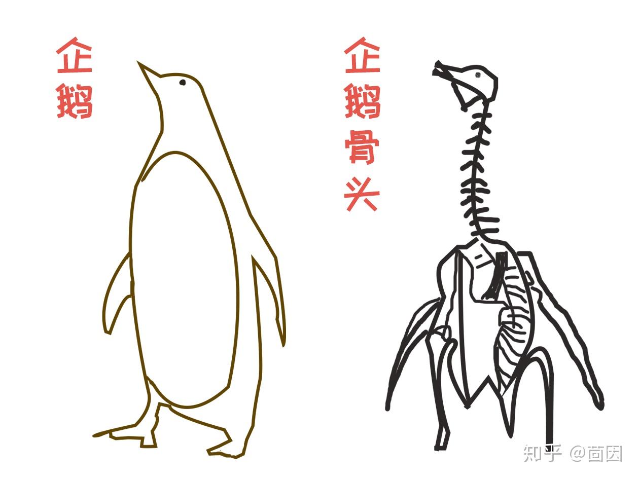 假如我们没有见过活的企鹅,仅靠企鹅的骨架来复原,鉴于它有鸟类的一些