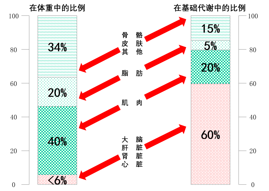 2. 增大肌肉可提高基础代谢?
