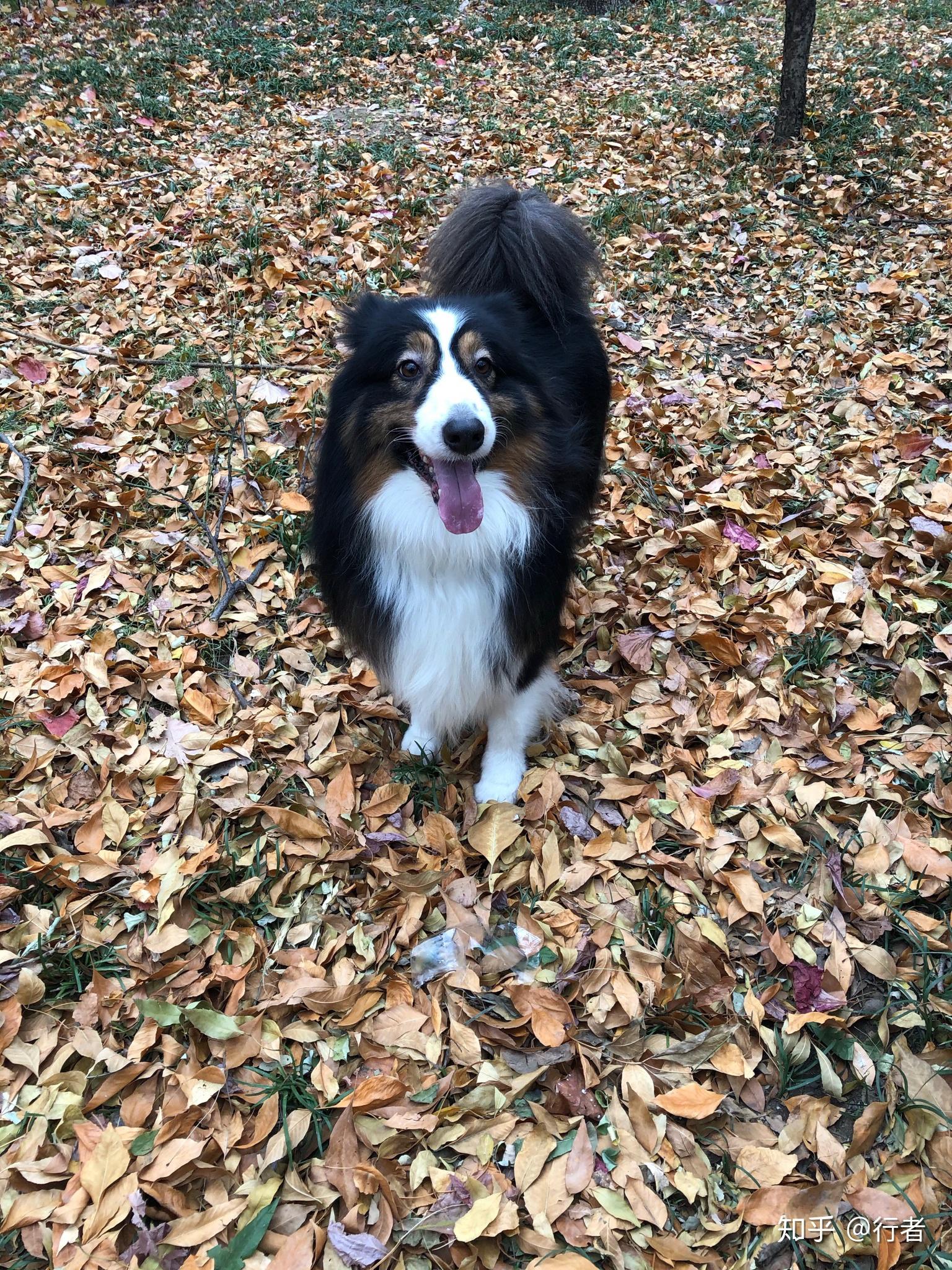 澳大利亚牧羊犬简称澳牧但是现在很多人不知道养澳牧的朋友来说说拥有