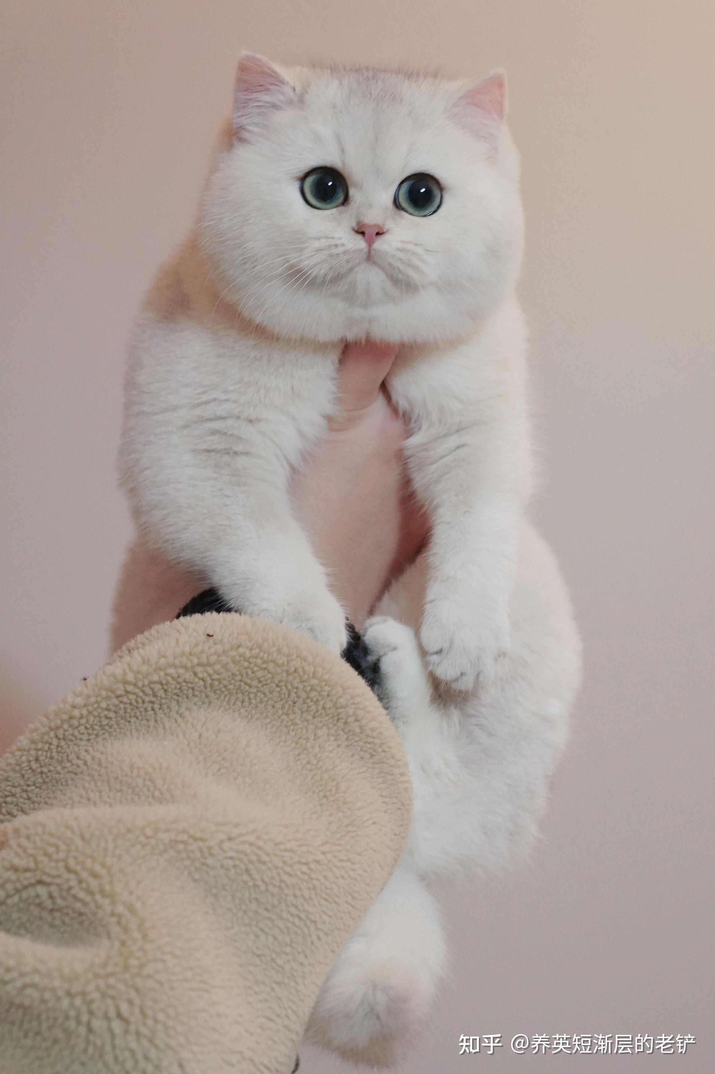 为什么银渐层如此没落我却还在坚持