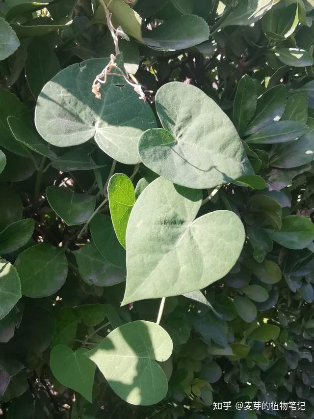 如果你有寻常疣或灰指甲，不要错过鹅绒藤这种植物，它能帮助你 - 知乎