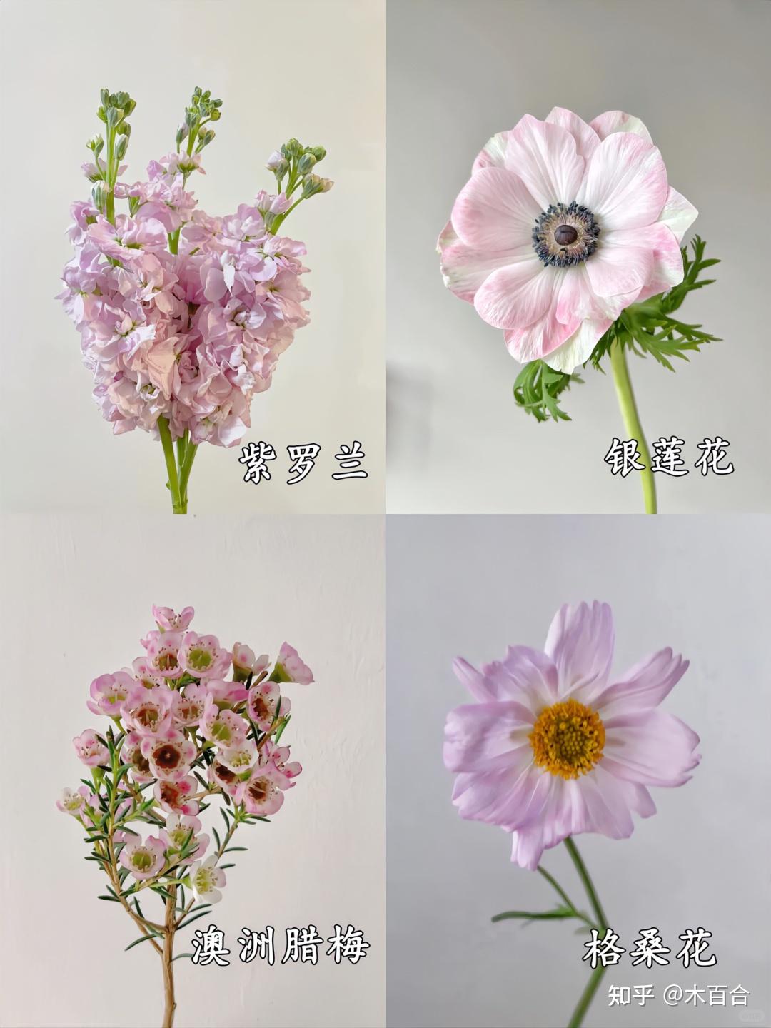 精选36种应季花材,帮你解决选花困难症! - 知乎