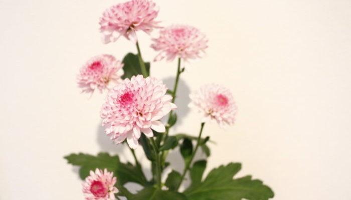 すべての美しい花の画像 上菊 誕生 花