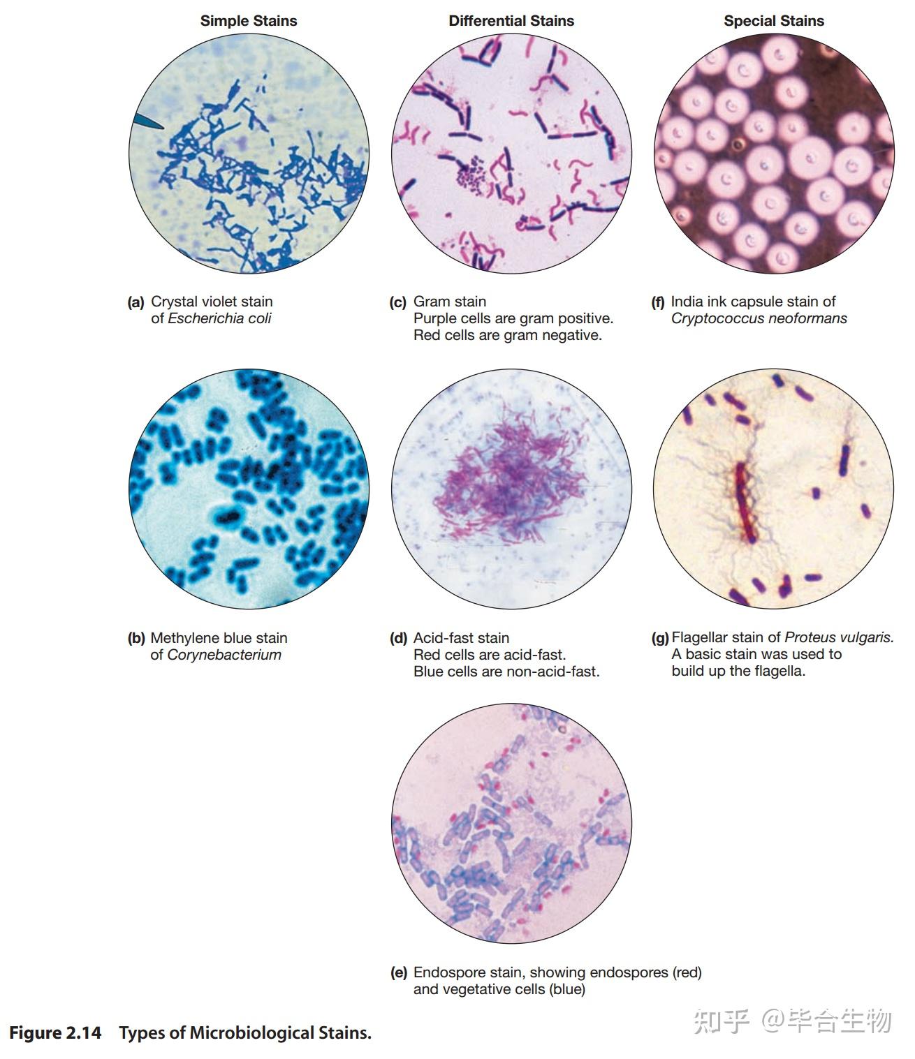 丛枝菌根真菌（AMF）染色图和详细方法 - 知乎