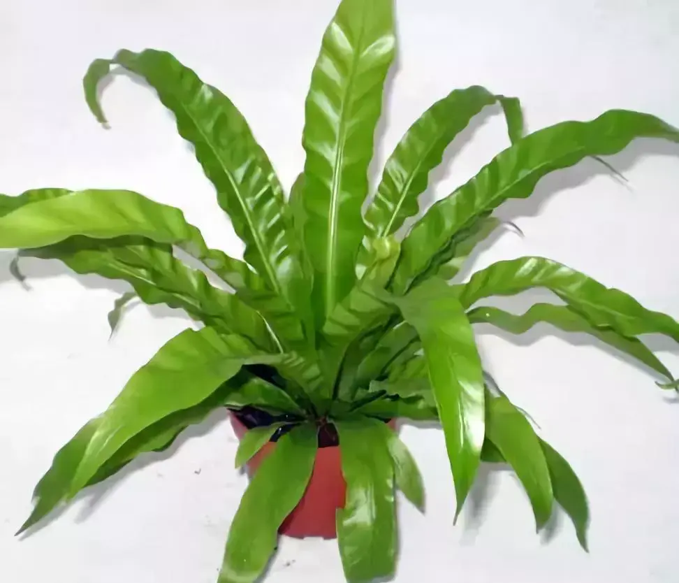 鸟巢蕨棕竹排草棕榈散尾葵银叶菊圆叶尤加利叶熟练使用叶材,是一位