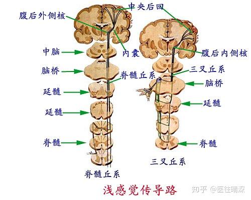神经内科主任查房提问与知识点