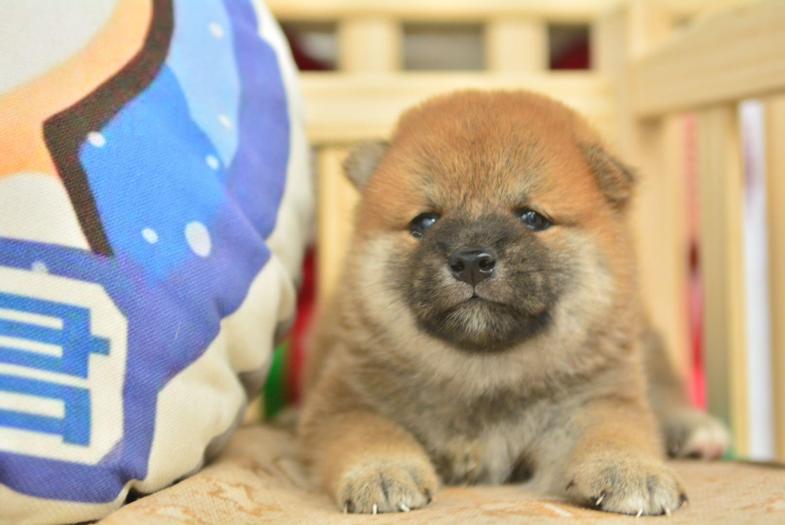 小柴杏仁眼圆脑袋毛量厚实谁见谁爱