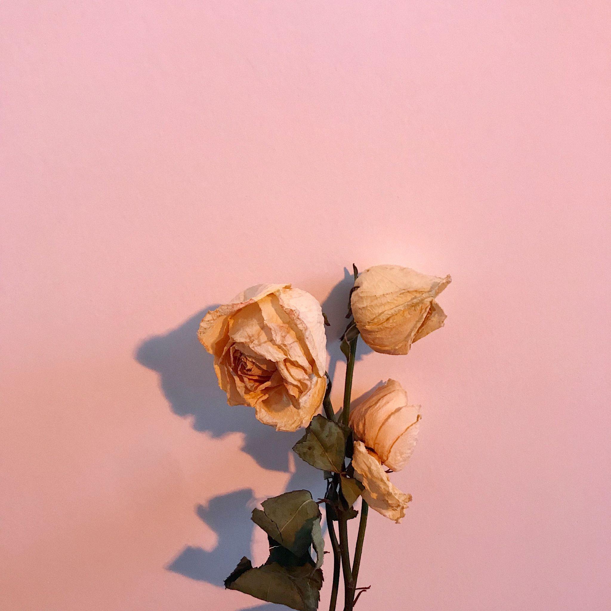 这1000张微信好看的状态图片真的绝了!快来领走! - 知乎