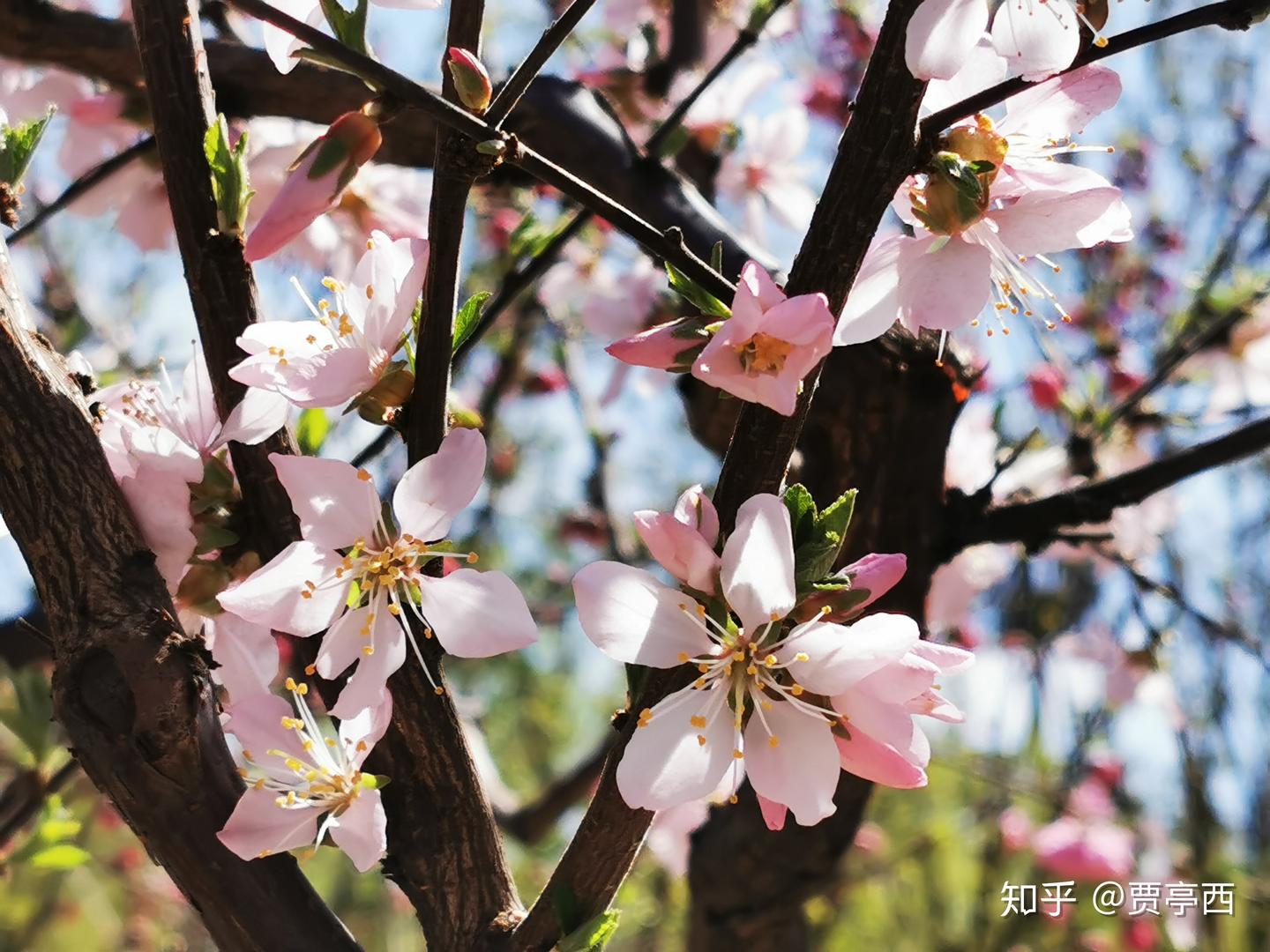 竹外桃花三两枝，春江水暖鸭先知 - 知乎