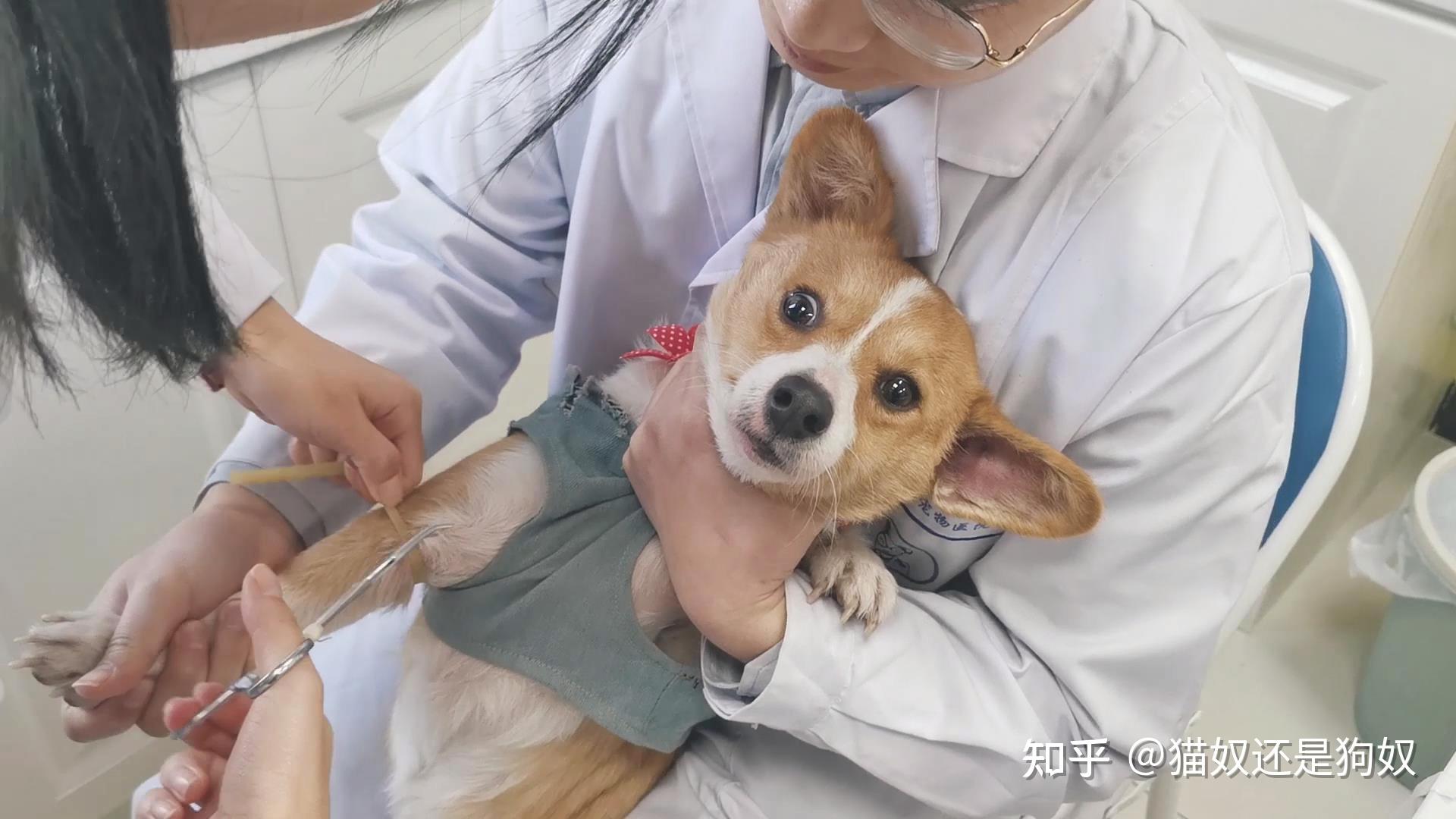 一只狗有这几种症状，可能患上狂犬病了，要留心 知乎 5530