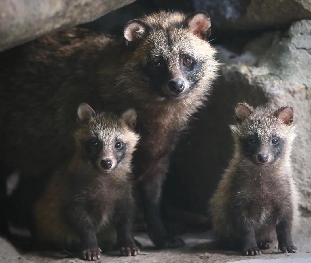 野生動物擾民怎麼辦上海野保條例明確種群數量異常可向區主管部門報告