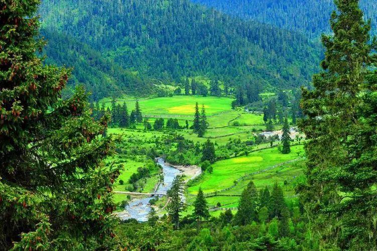 西藏夏季避暑热门景点鲁朗林海旅游攻略免费语音导游