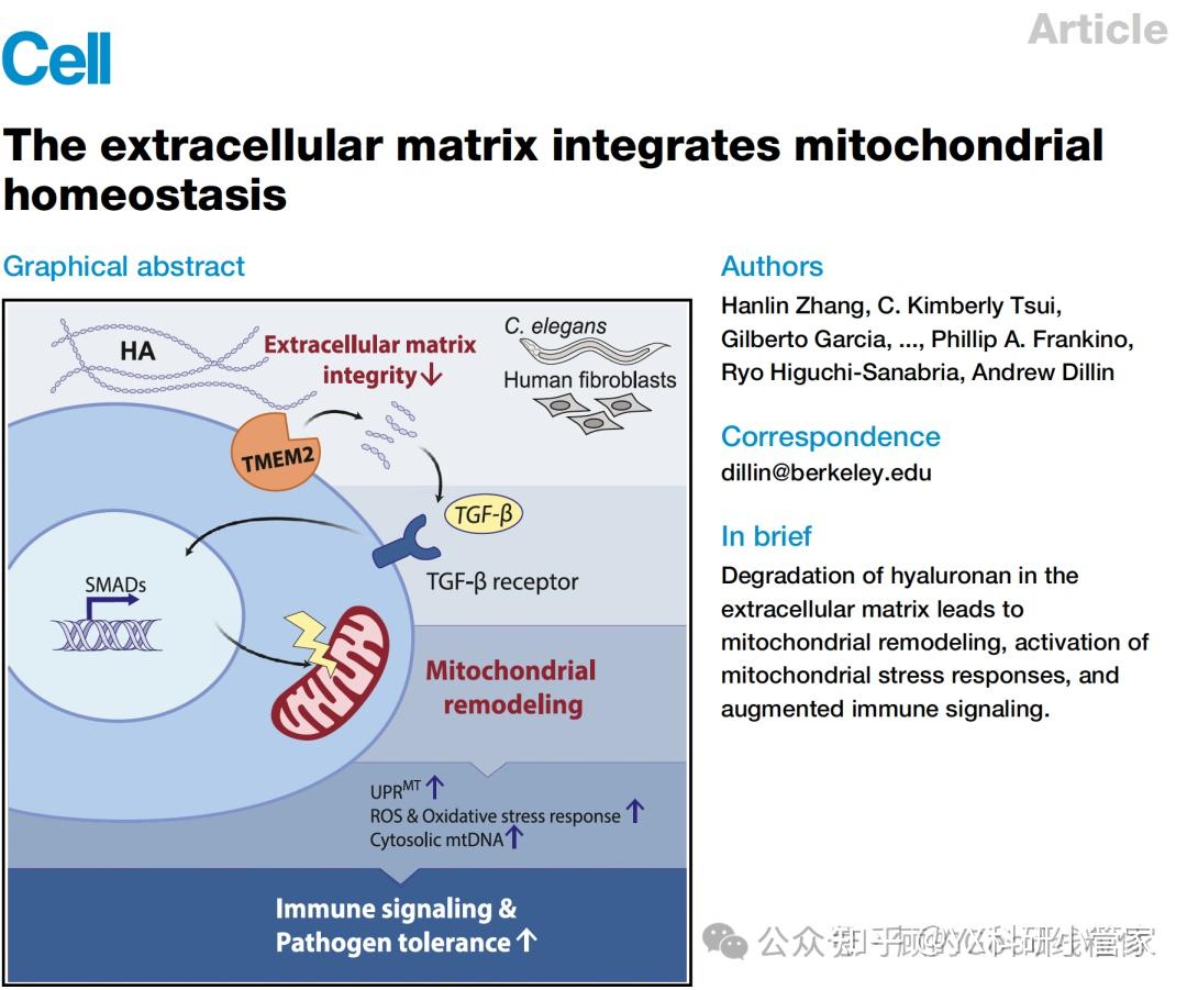 Cell：细胞外基质整合调控线粒体稳态和免疫反应 - 知乎