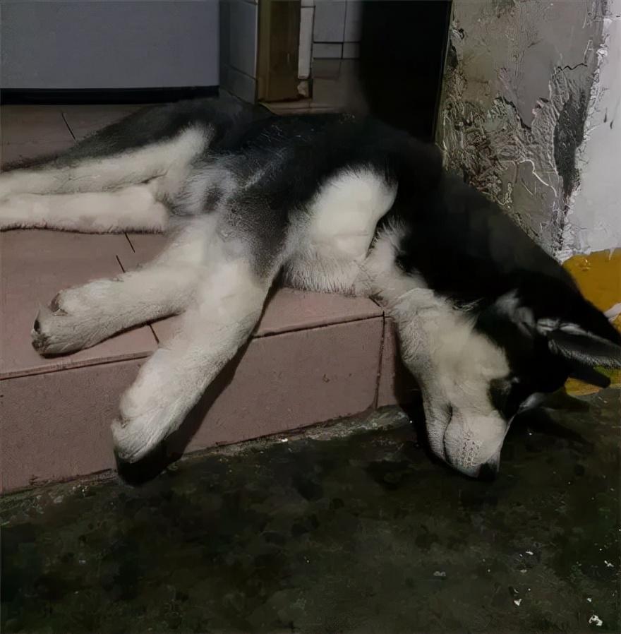哈士奇偷偷喝了一杯酒下一秒狗子崩溃了