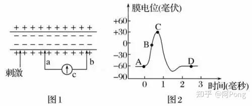 脑电学习 - 知乎