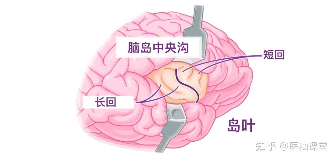 人体解剖学基础:大脑皮层 - 知乎