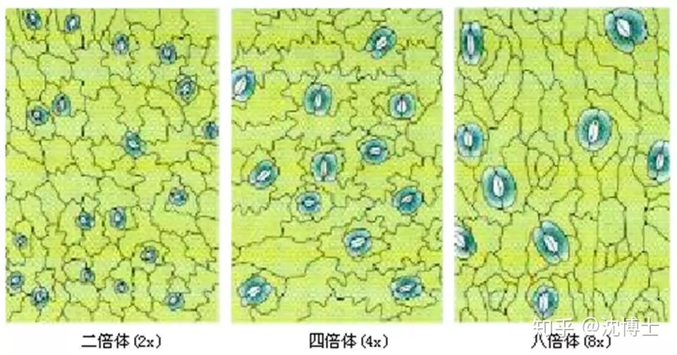 同源多倍体中同一个基本染色体组重复3次以上.