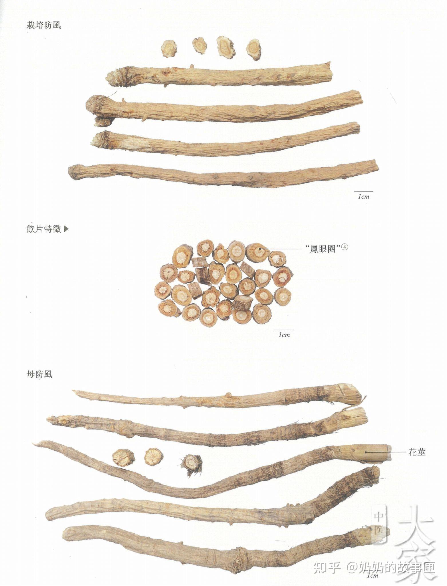 中药饮片学习(一)