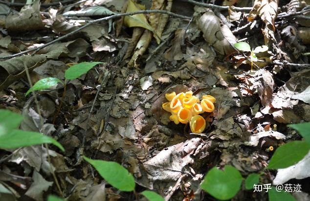 菇迹雷那索氏盘菌