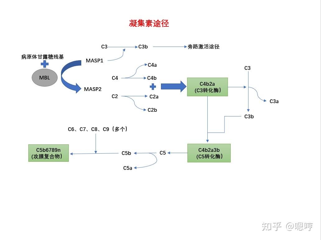 医学免疫学思维导图(五)补体系统 - 知乎