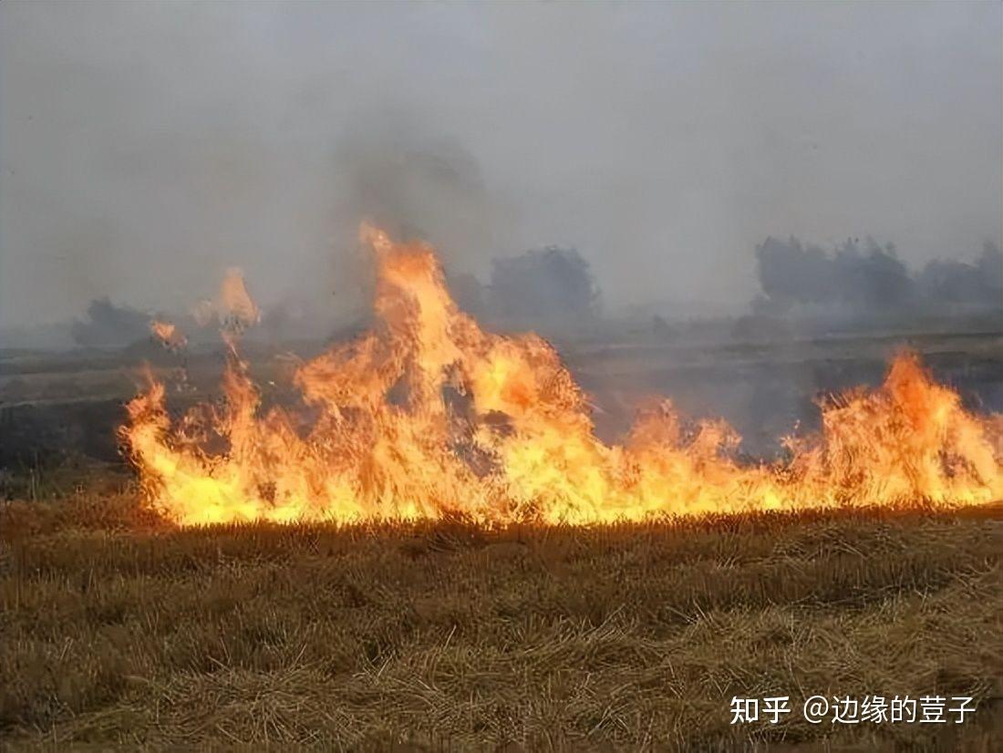 秸秆还田再起争议,从一“烧”了之到变“废”为“宝”,三个离奇 - 知乎