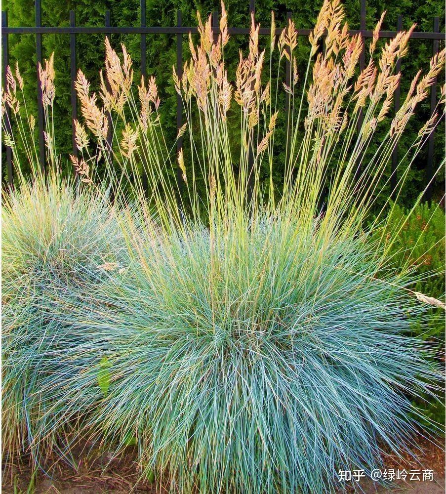 又美又耐寒北方适用的观赏草推荐