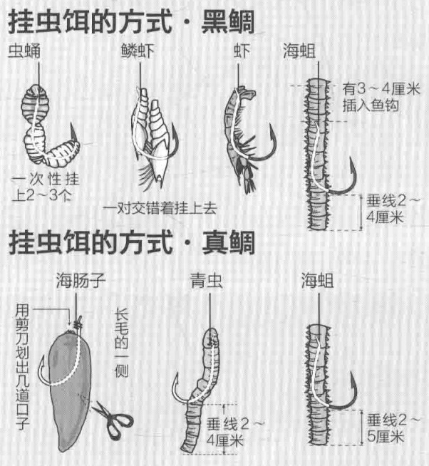 钓黑鲷秘籍图片