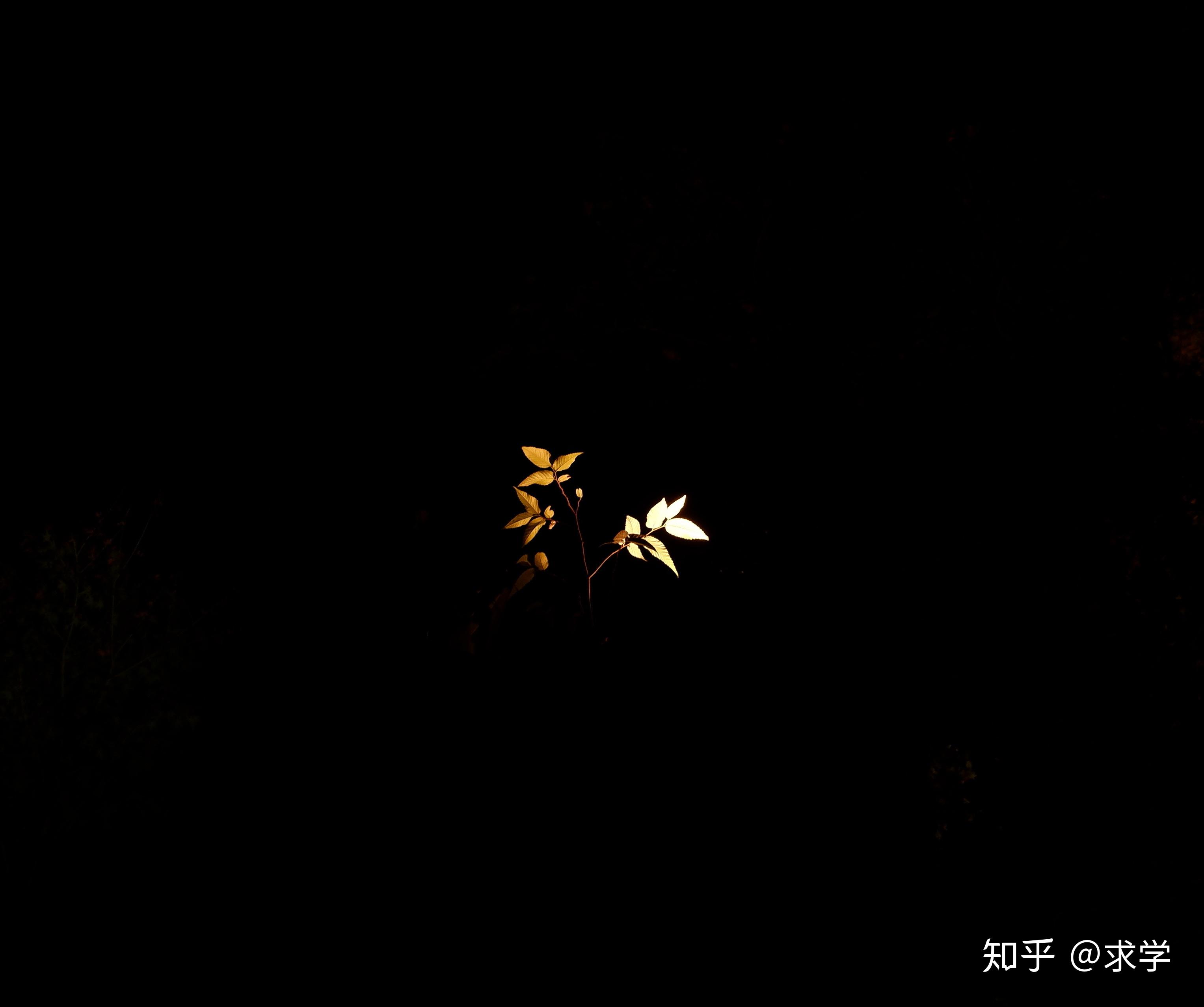 拍照如何拍分割线的图片 v2-2119ab0f2dc5fc4644459fff9f1ea38a_r.jpg