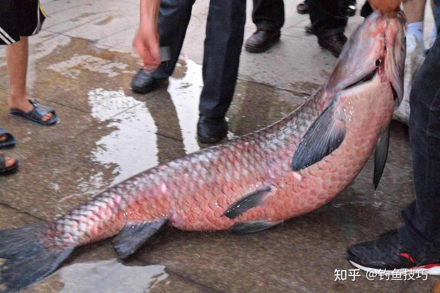 为什么青鱼是肉食性鱼类会喜欢吃素呢?青鱼的摄食习性和用饵技巧 - 知乎