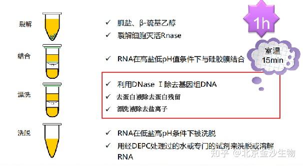 小知识 | RNA提取那些事(二) - 知乎