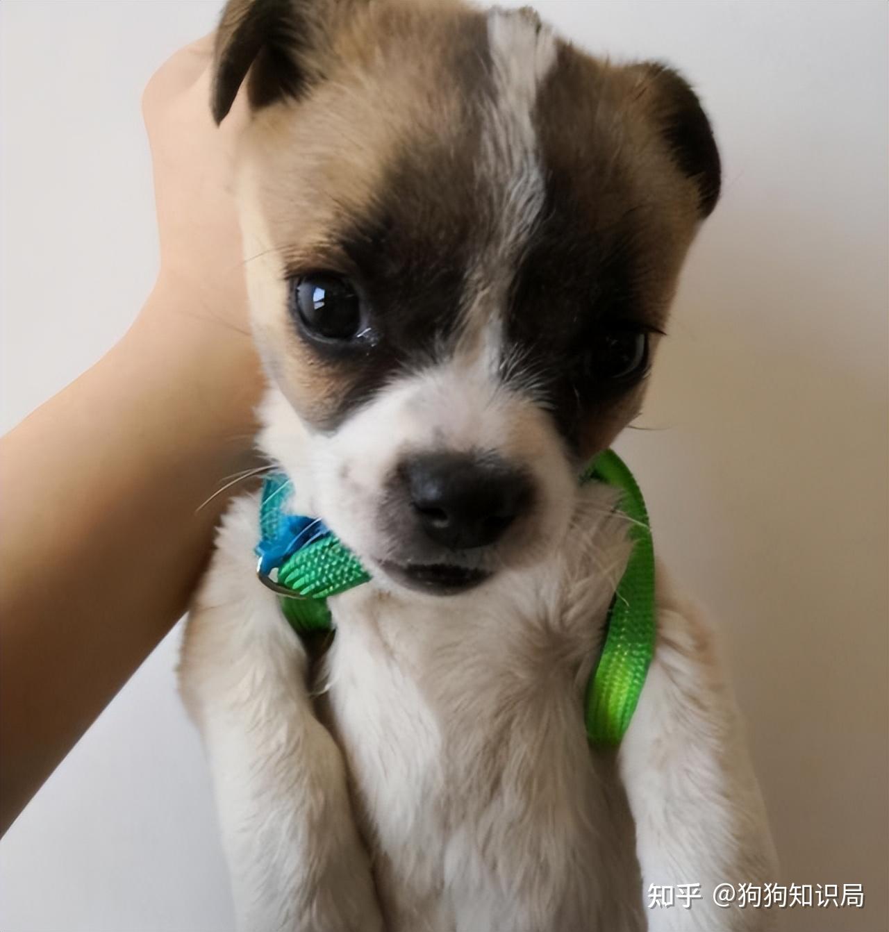 挑狗时这样做，能看出狗狗的性格，挺准的！ - 知乎