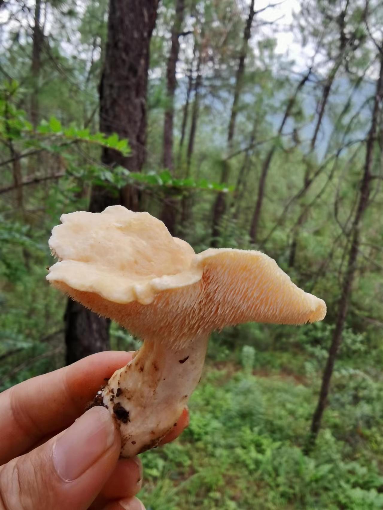 佩氏亚齿菌图片