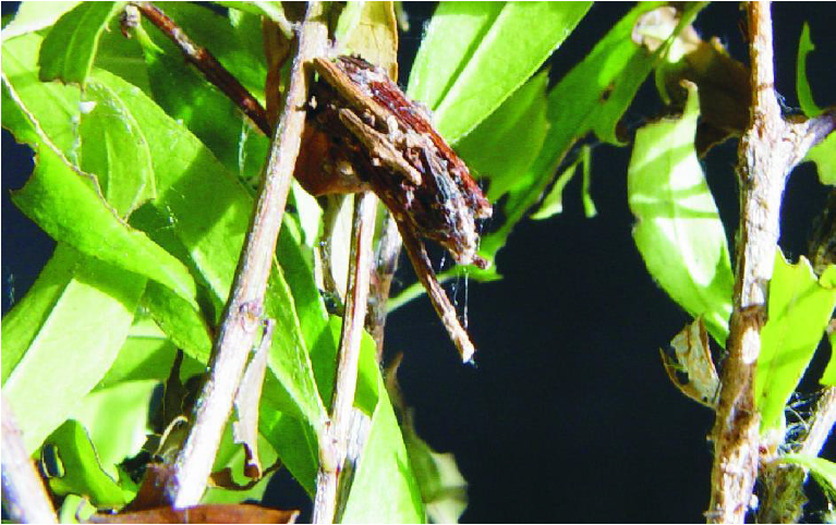 大蓑蛾种类图片