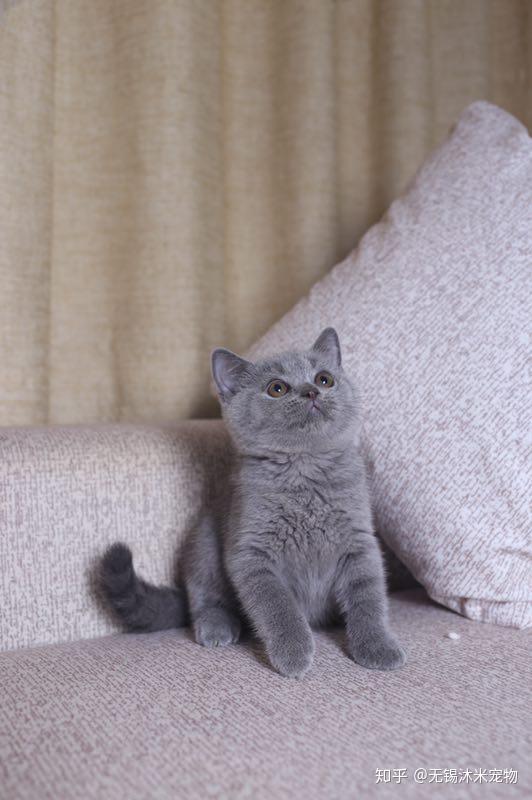 沐米宠物英短纯蓝猫咪照片推荐