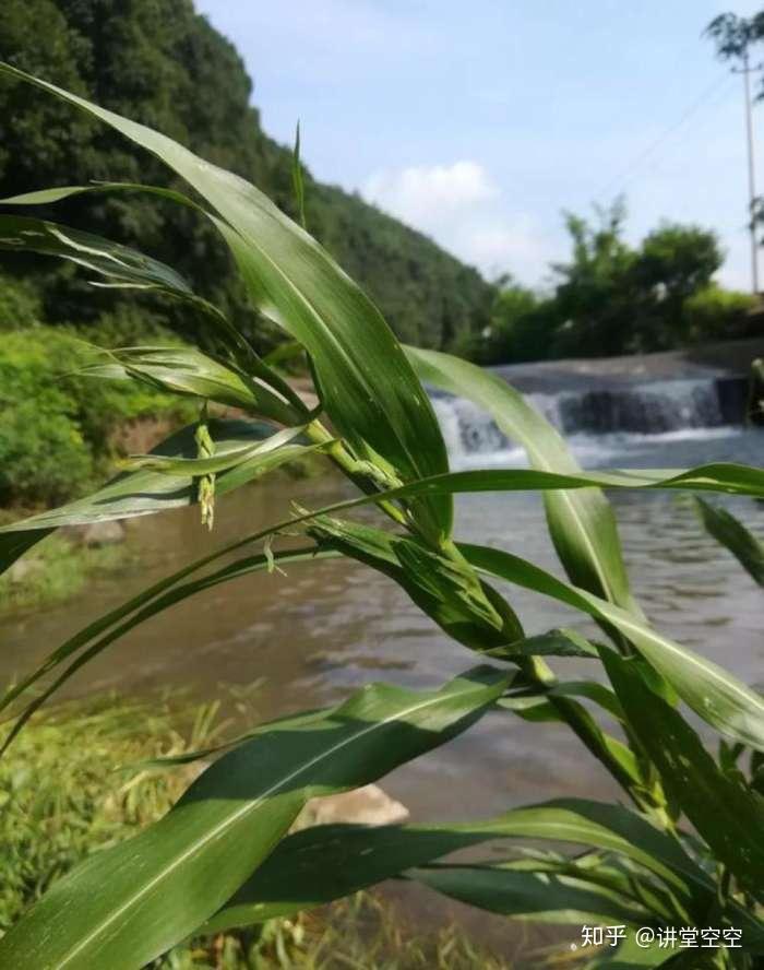 溪边的毛草珠子这种毛草珠和薏米有点像,很多人把