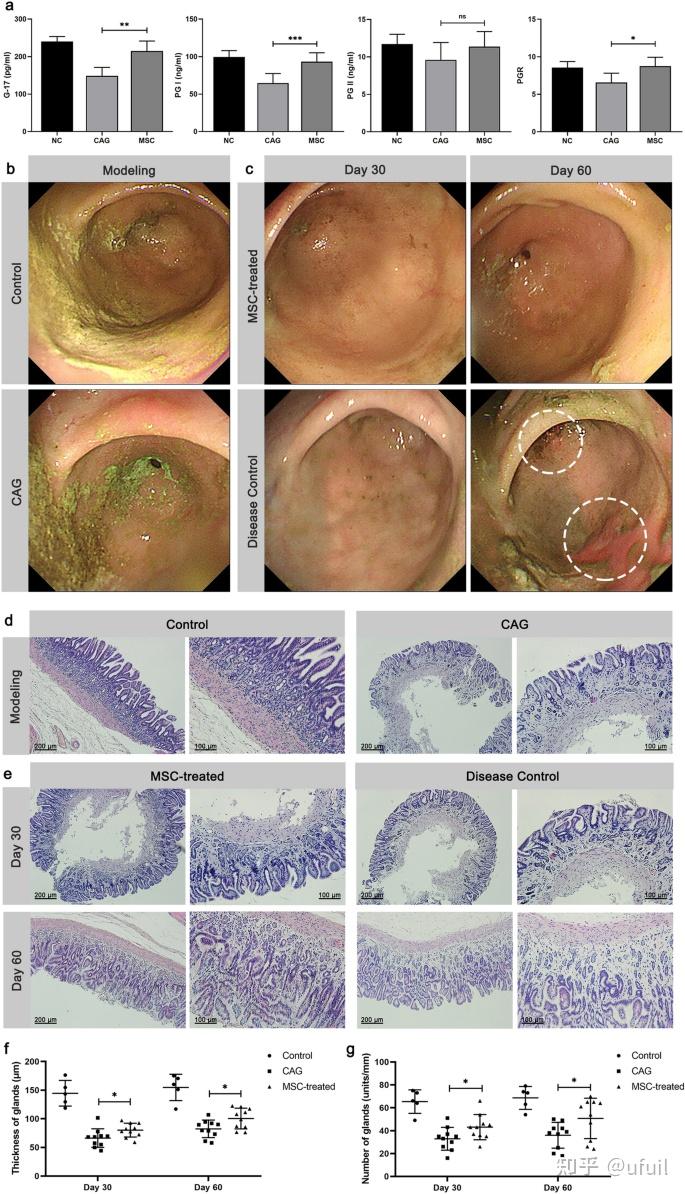 生物医学工程:兔子内镜下黏膜下注射间充质干细胞治疗慢性萎缩性胃炎