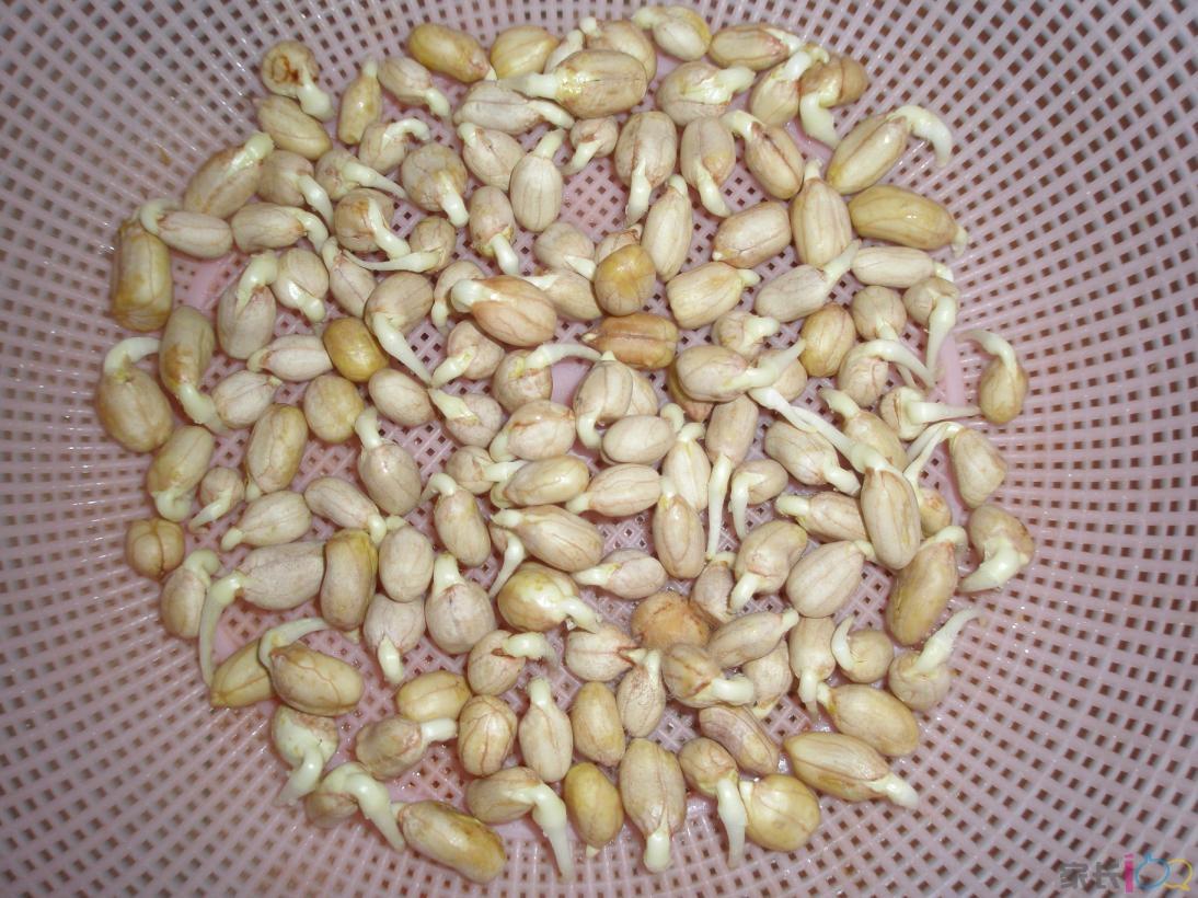 选种:带壳的花生发芽率更高,花生剥壳,挑出破,烂,霉变的花生米,花生米