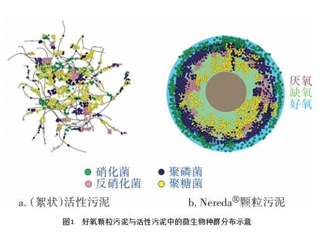 Nereda好氧颗粒污泥工艺的脱氮除磷性能及工程实例 - 知乎