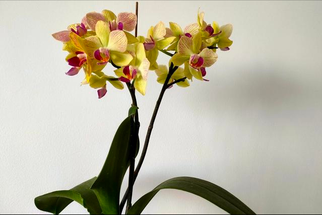 家庭养花 要远离这3种 有毒 花 白给也不能养 知乎 家庭养花 要远离这3种 有毒 花 白给也不能养 知乎