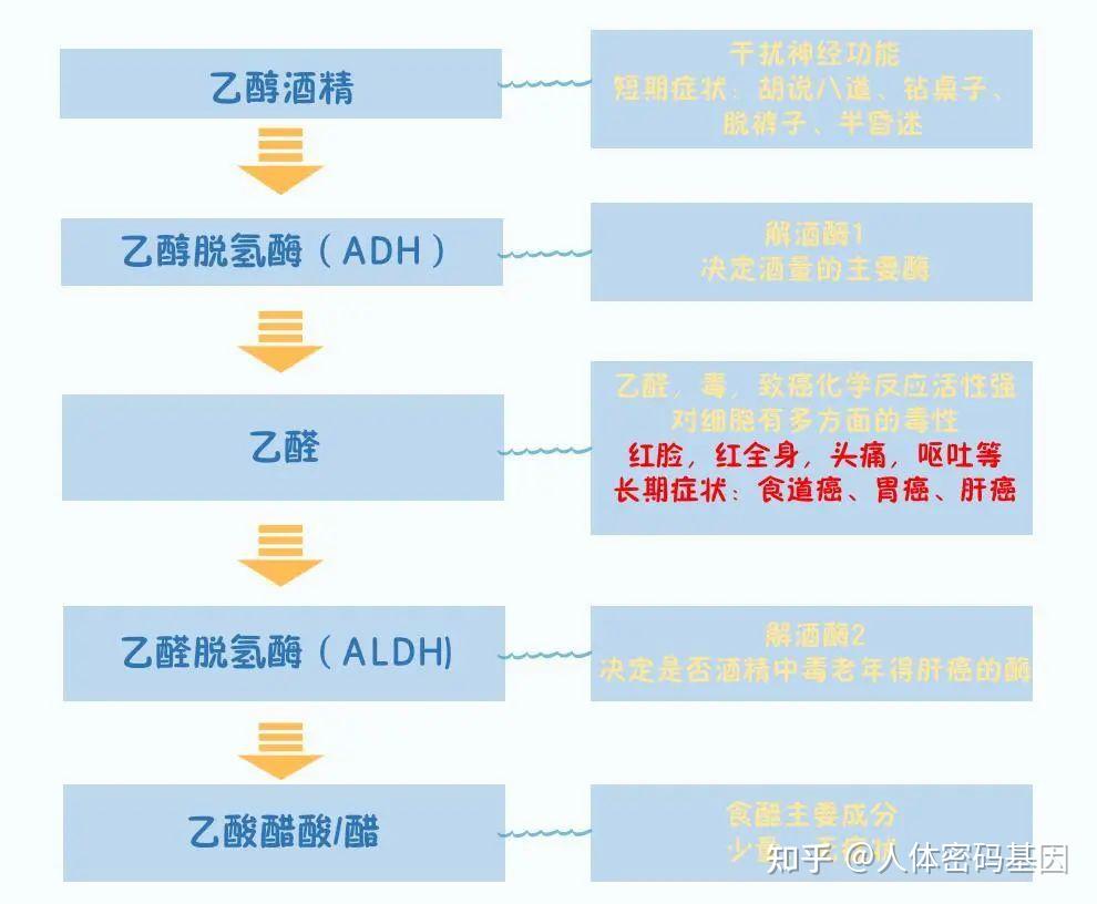 为啥有人喝酒脸红，有人喝酒脸煞白！基因检测告诉您！ - 知乎