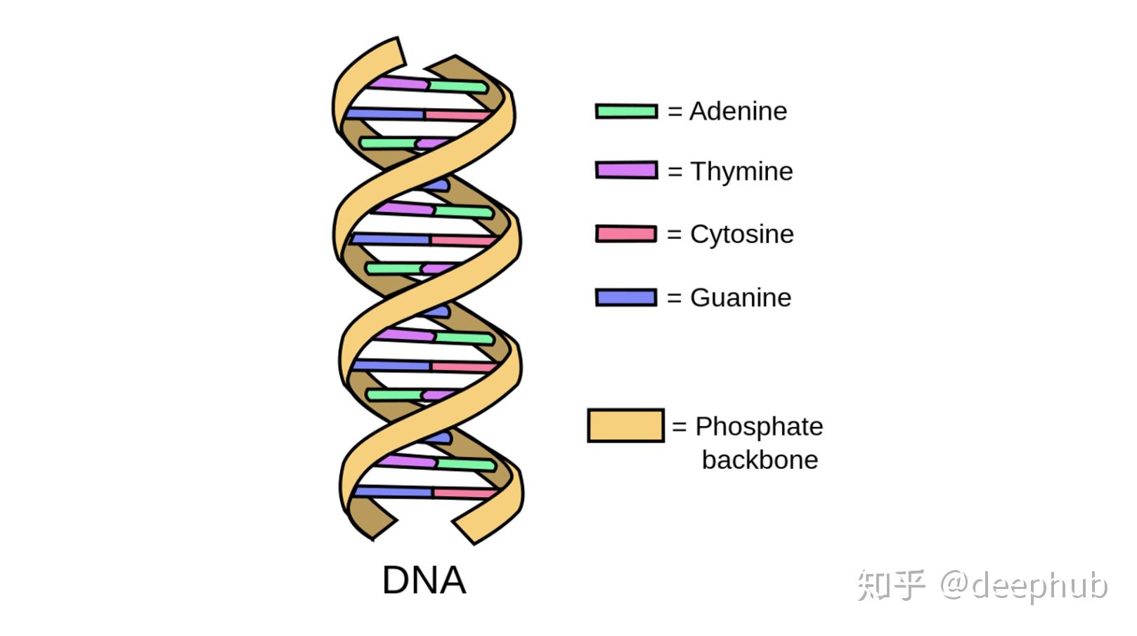 "相比,基因组测序通常是分析从样品中提取的脱氧核糖核酸(dna)的过程