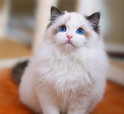 猫曲霉菌病诊治常识 知乎