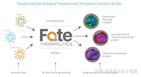 Fate therapeutics обзор